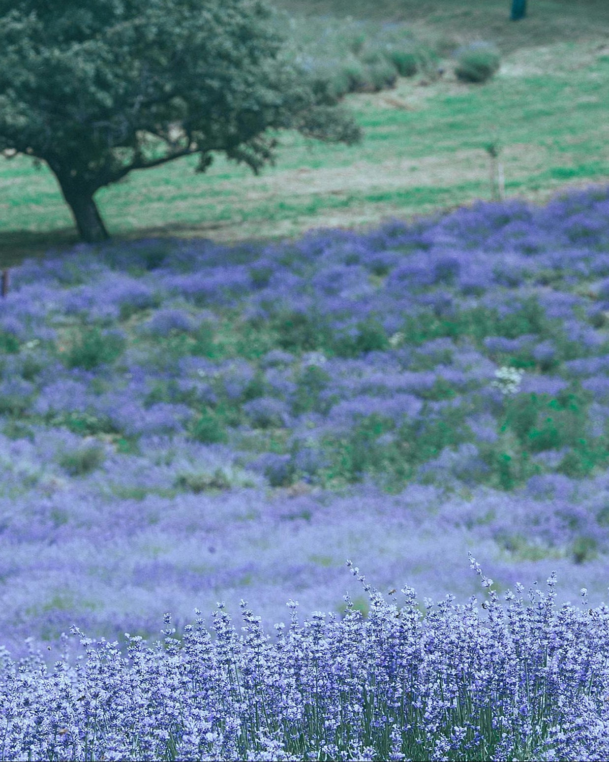 Miel Esencia de Lavanda - 500g . Miel gourmet floral y aromática