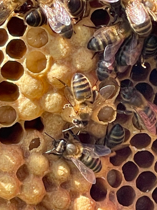Nacimiento de una abeja: cómo nace y qué ocurre dentro del panal