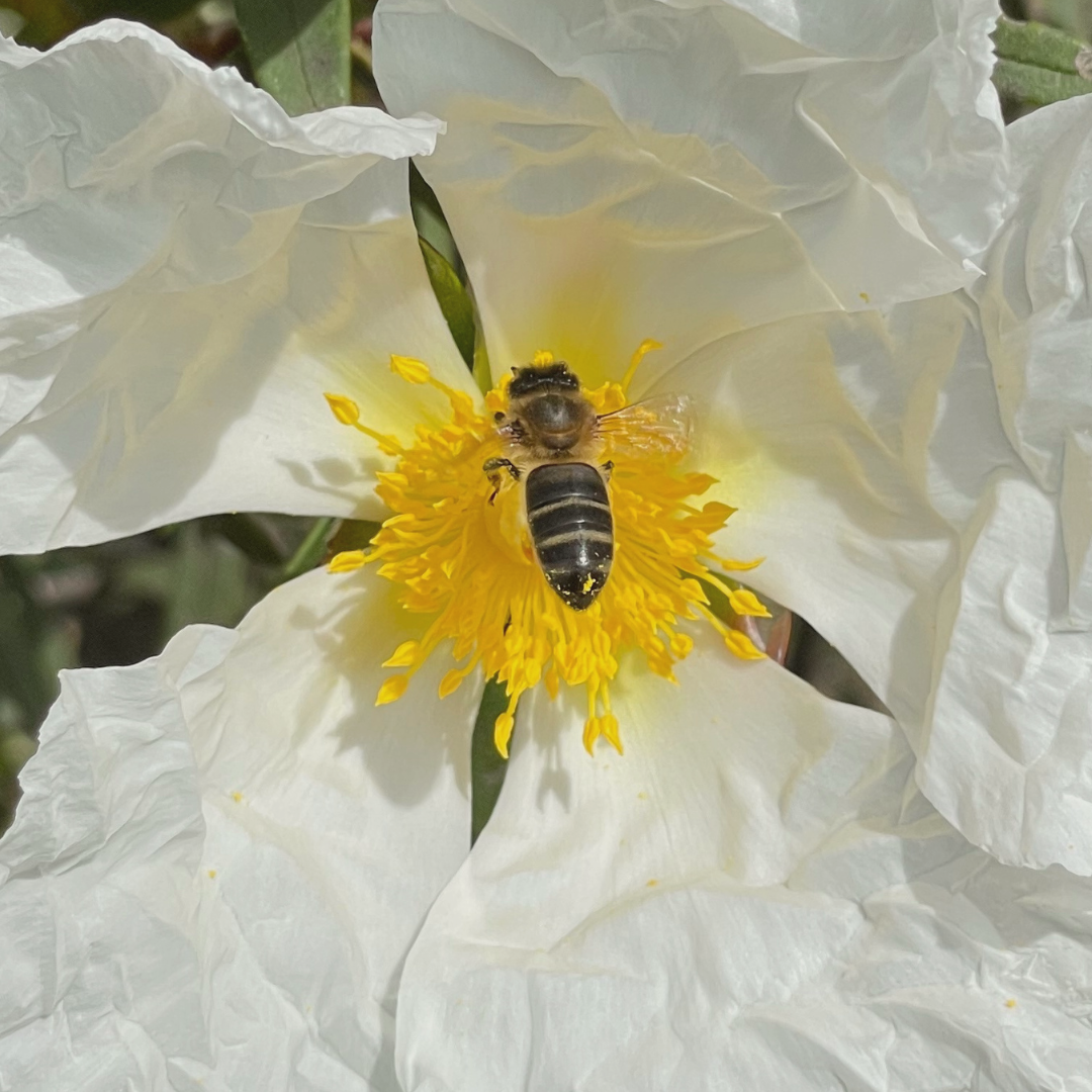 MIEL PURA DE ABEJA