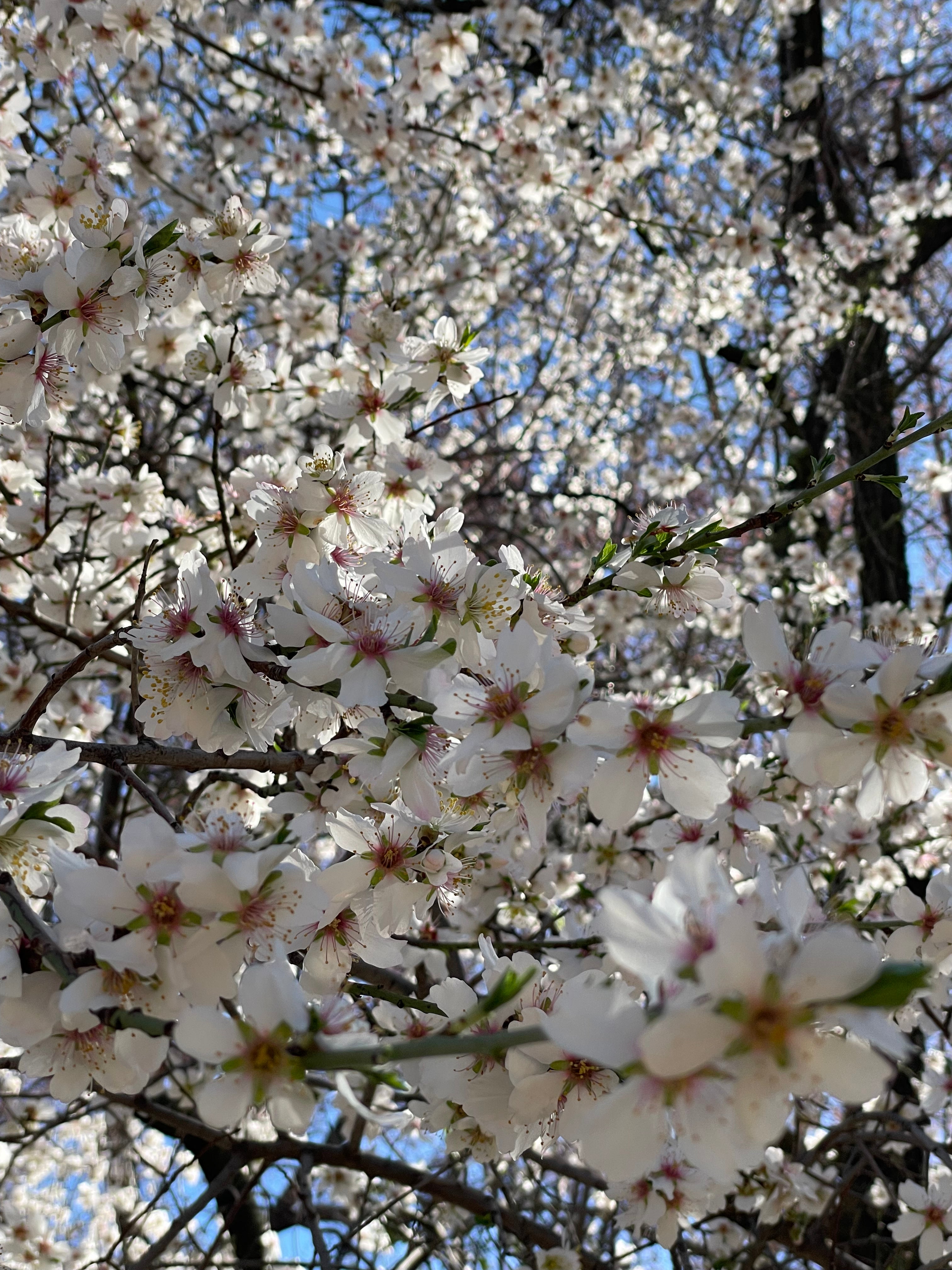 Almendro en flor